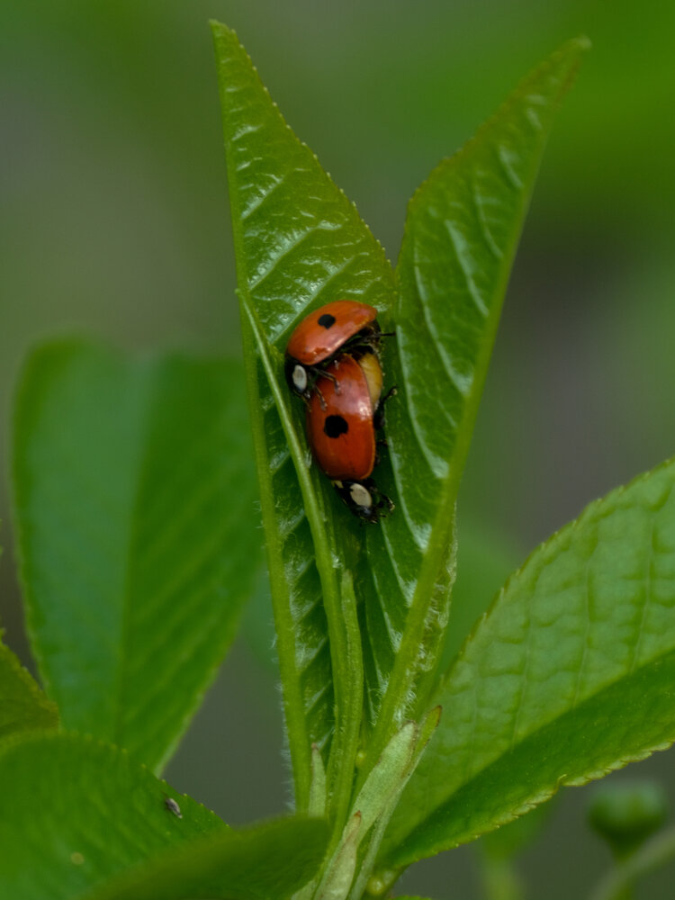 Photograph by Ирина Дегтярева