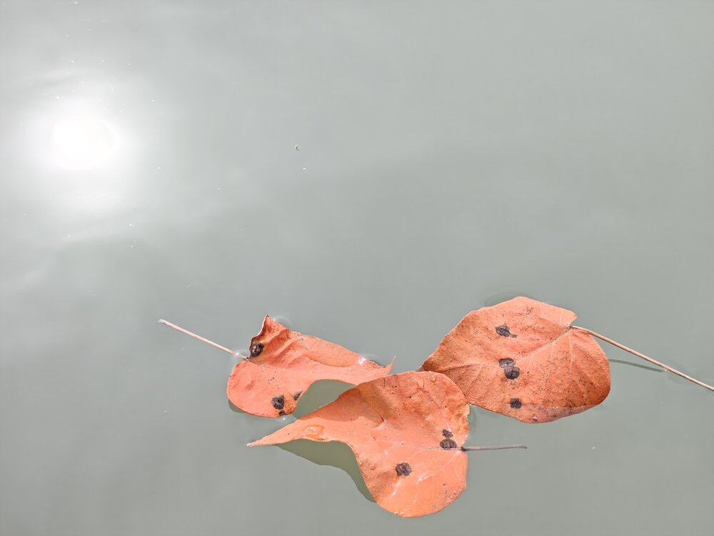Fall
