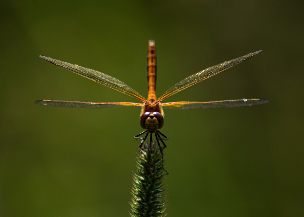 Photograph by Оксана Льдинина