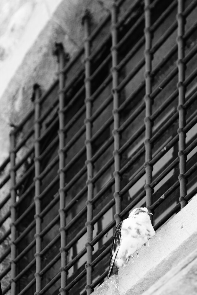 Freedom And Constraint