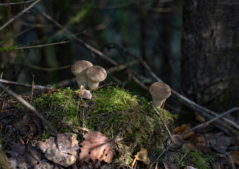 Photograph by Николай Нестеренко