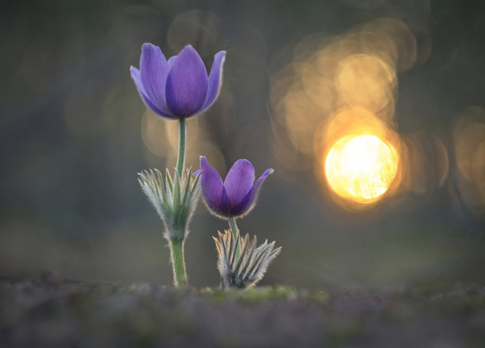 Photograph by Александр Гвоздь