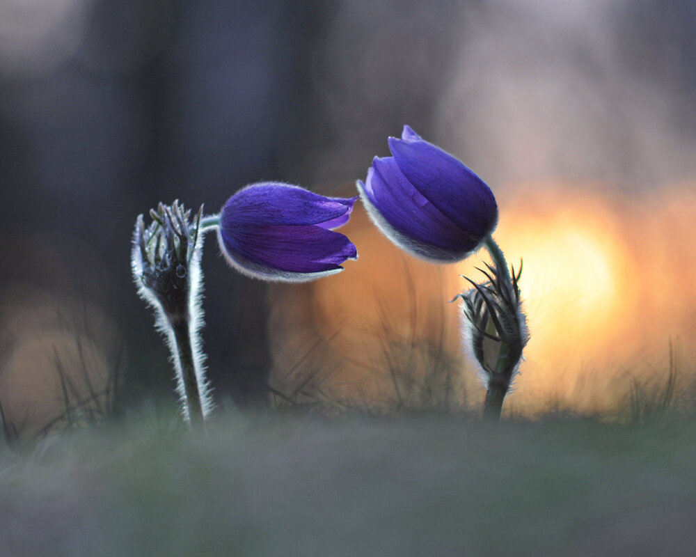 Photograph by Александр Гвоздь