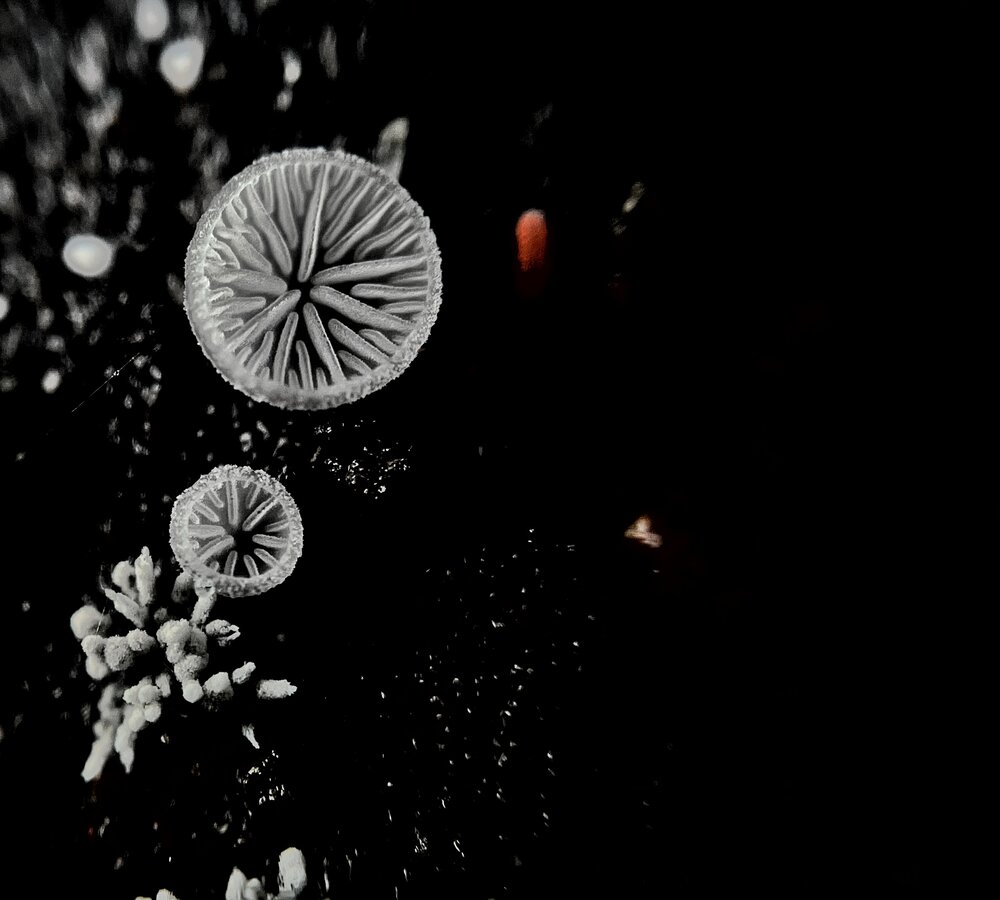 Photograph by Akhila Raj