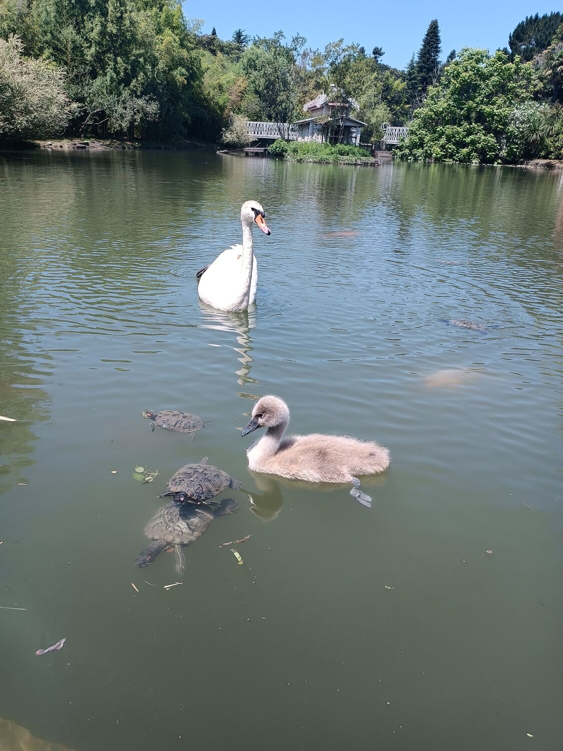 Photo #13936429