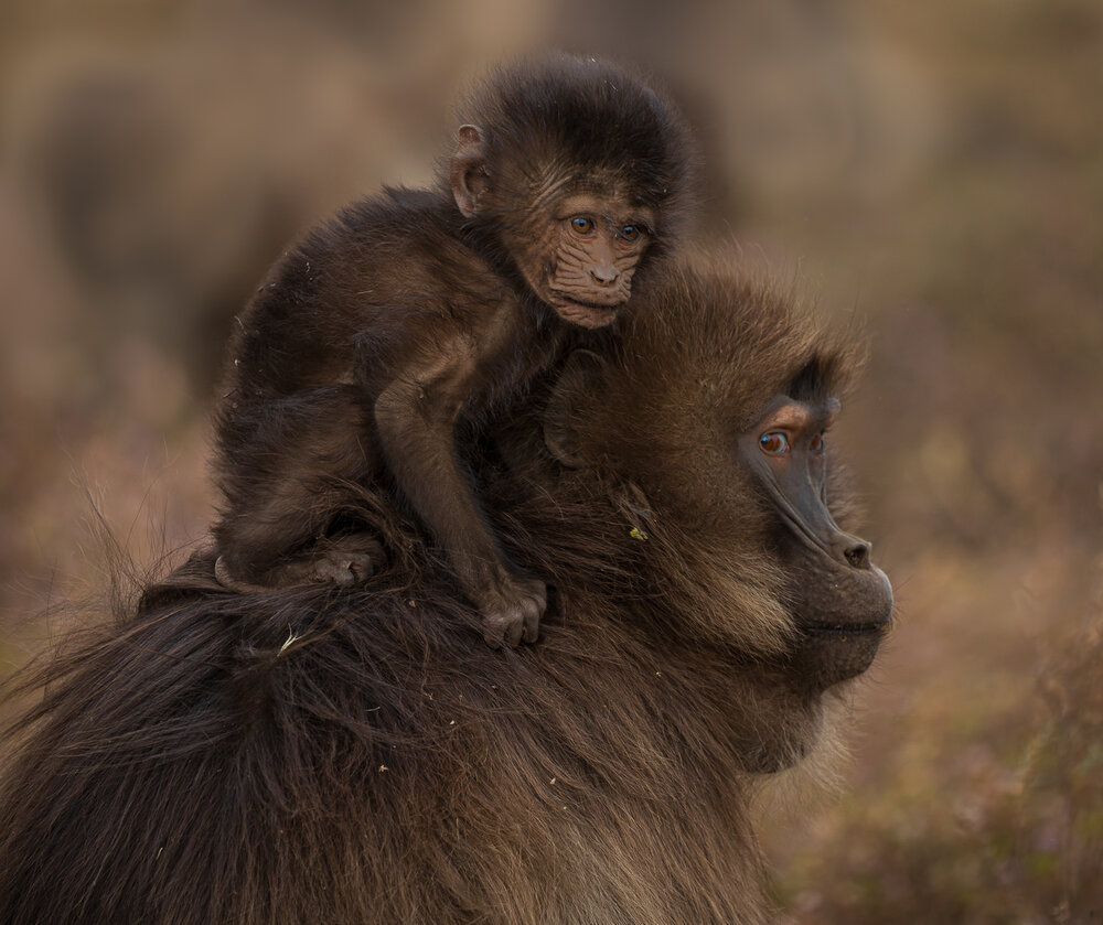 Photograph by Turgay Uzer