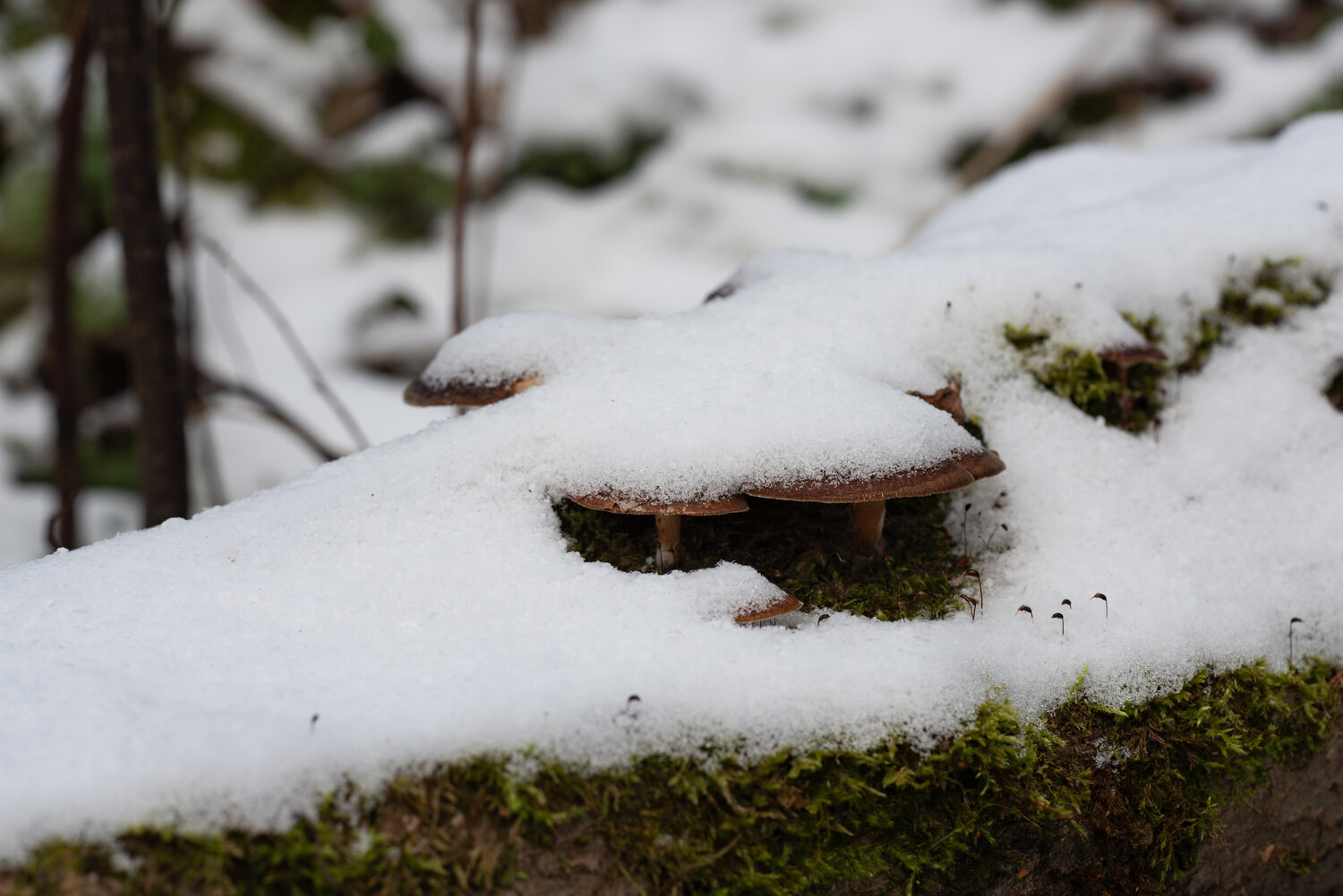 Photo #13936464