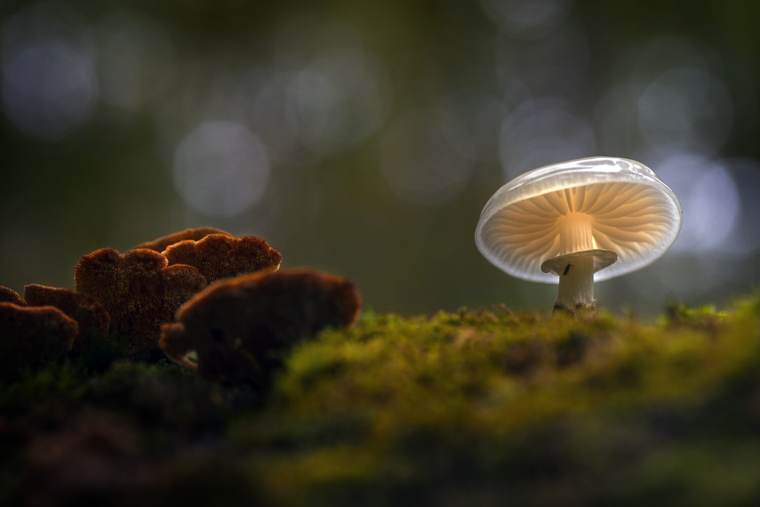 Forest Lantern