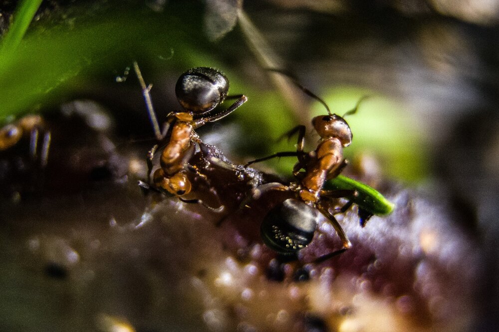 Photograph by Александр Суворов