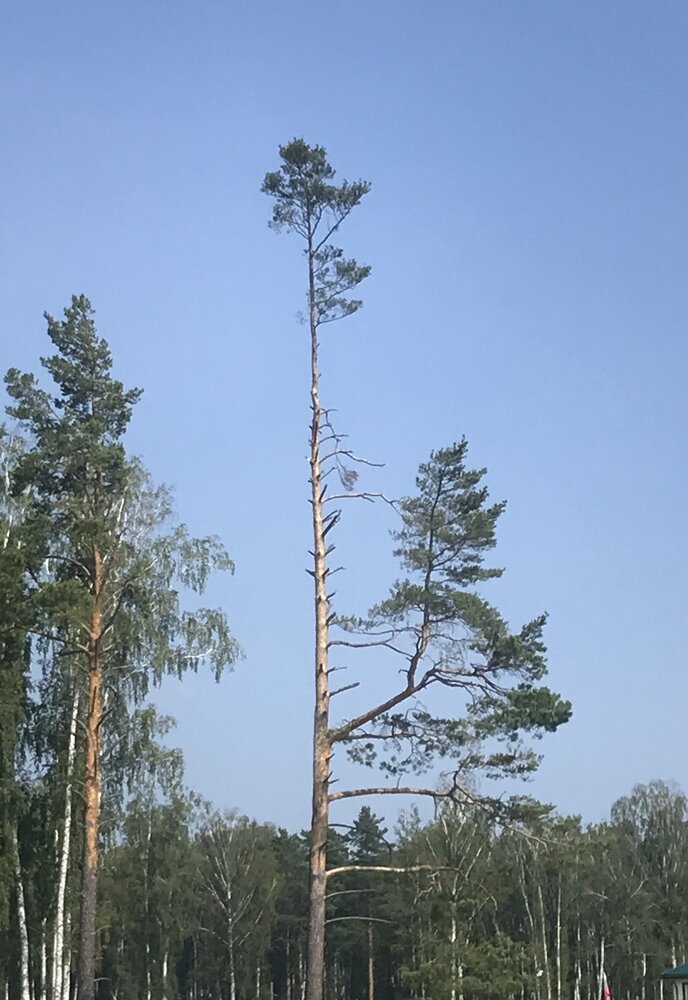 Живу…… !!!