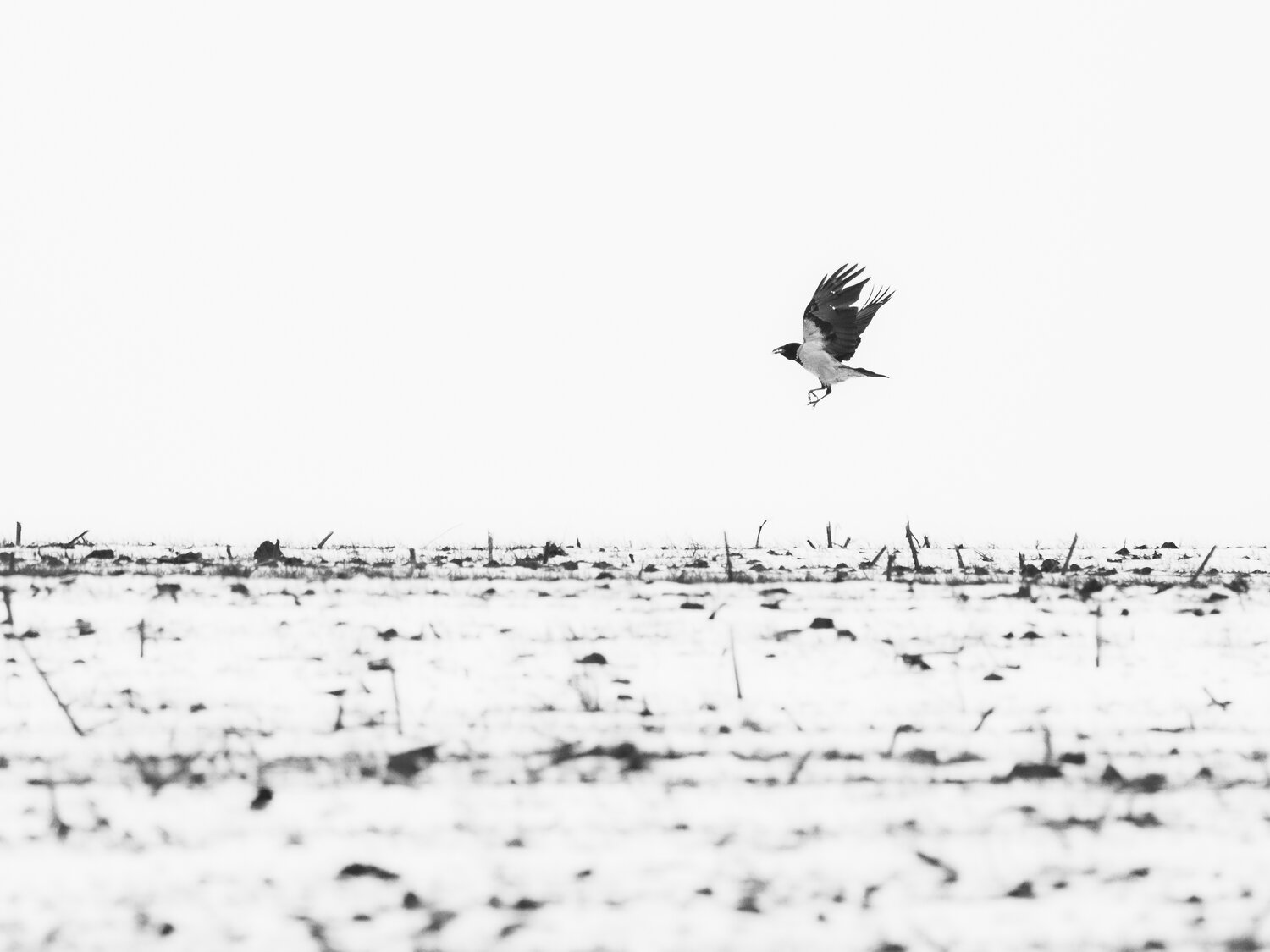 Photo #13936672