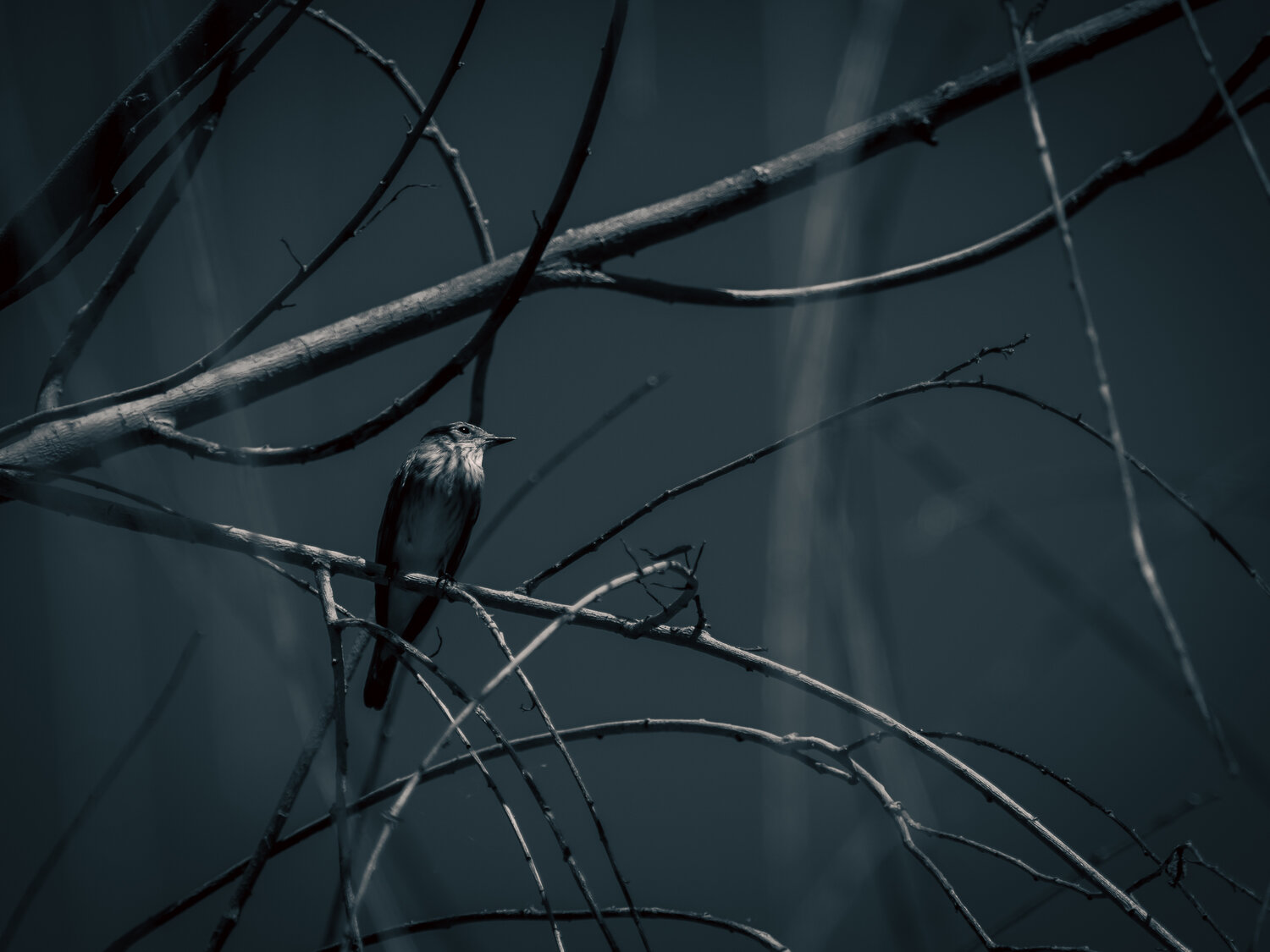 Photo #13936674