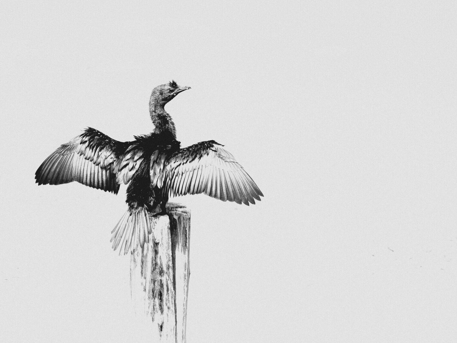 Photo #13936675