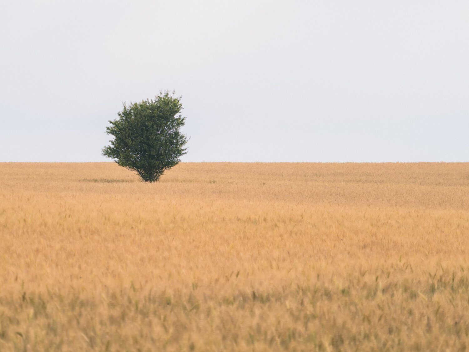 Photo #13936676