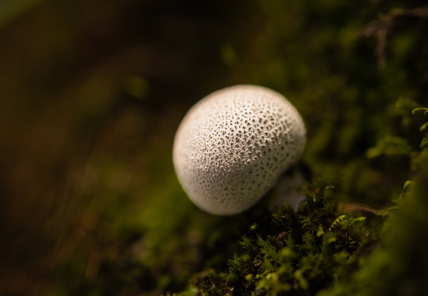 Photo #13936724