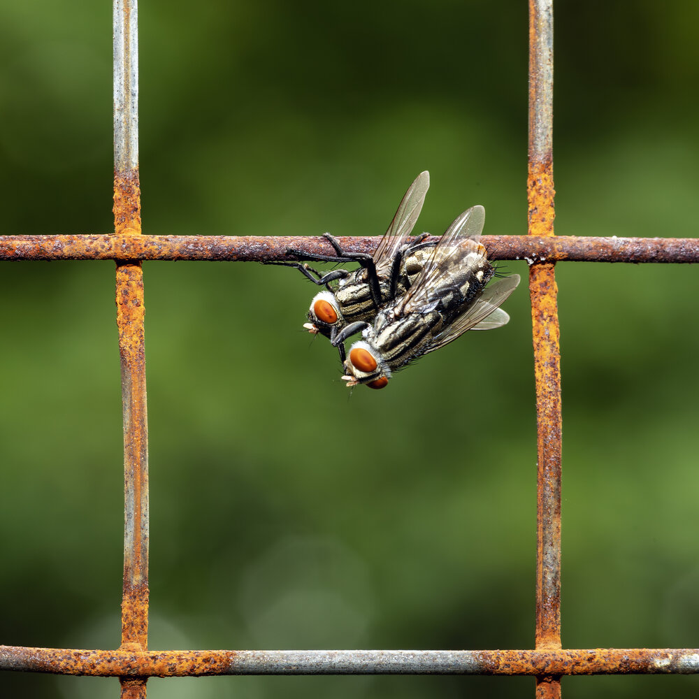 Mating on Rusty Wire