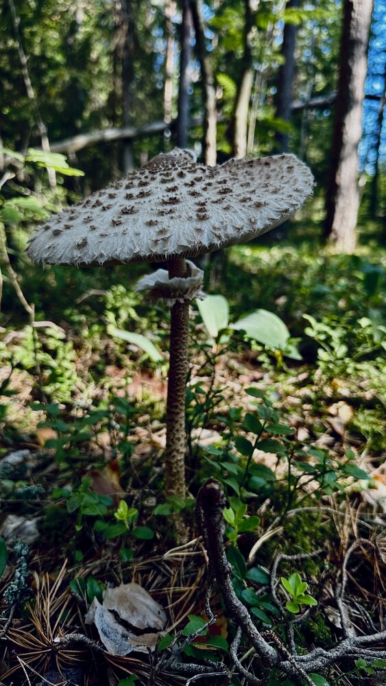 Photograph by Nataliia Pentjusa