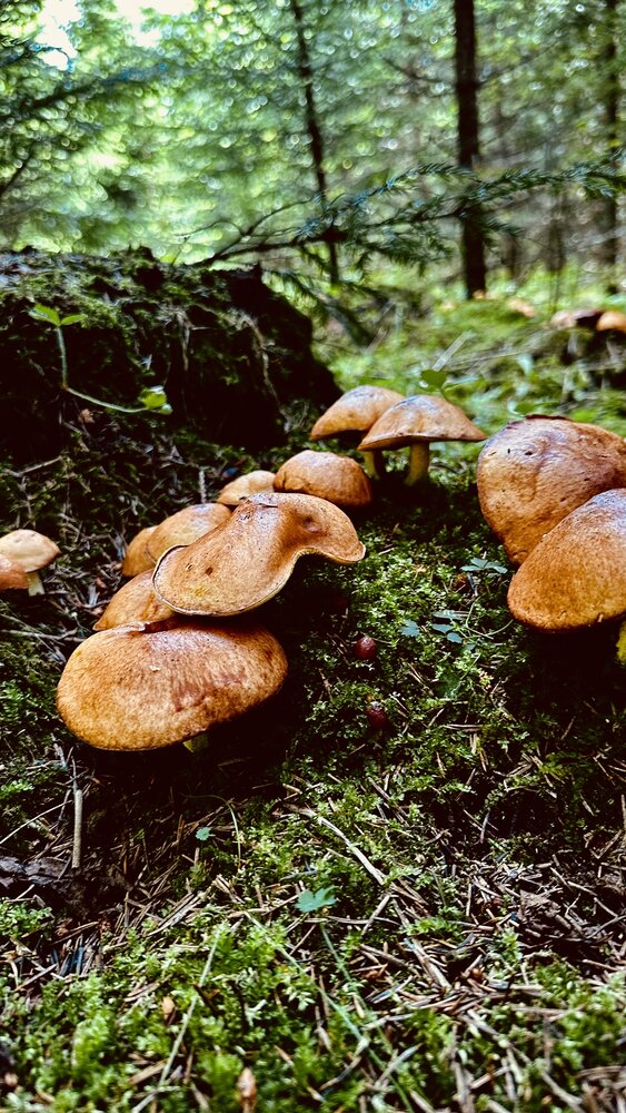 Photograph by Nataliia Pentjusa