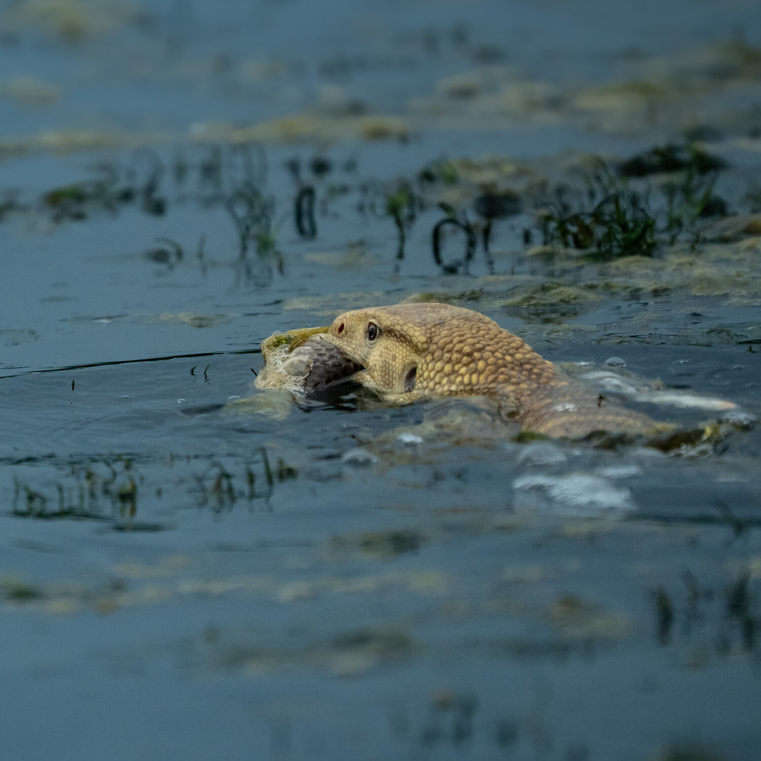 Yellow Monitor Lizard