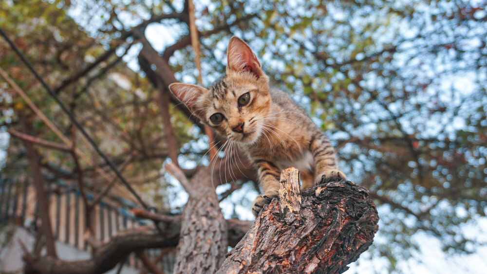 The Tree Watcher