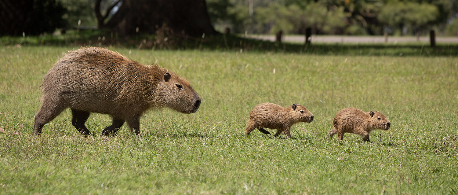 Photo #13937472