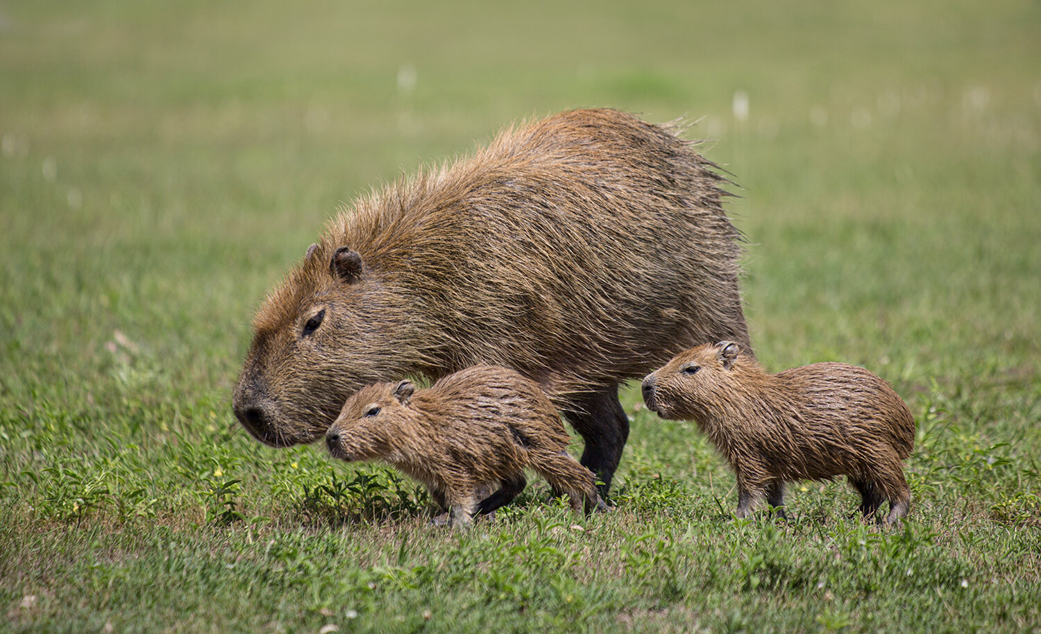 Photo #13937473