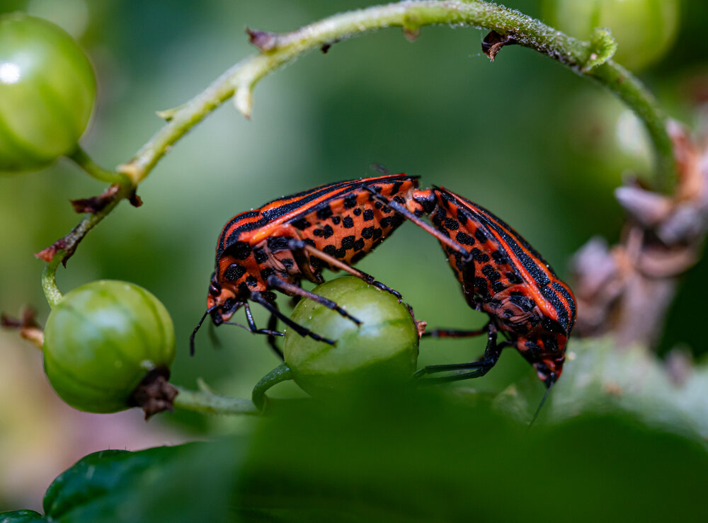 Photograph by Николай Нестеренко