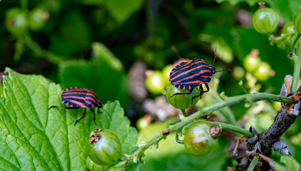 Photograph by Николай Нестеренко
