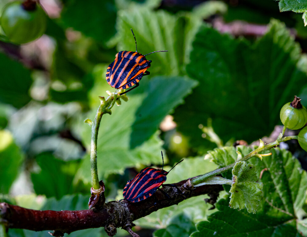 Photograph by Николай Нестеренко