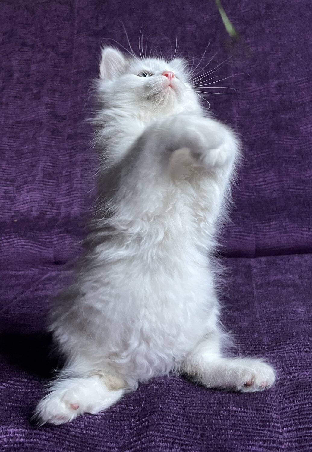 Photo #13937566
