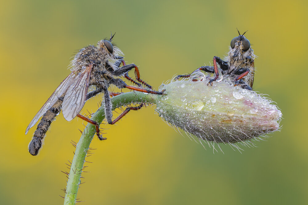 Ктыри.Robber fly.
