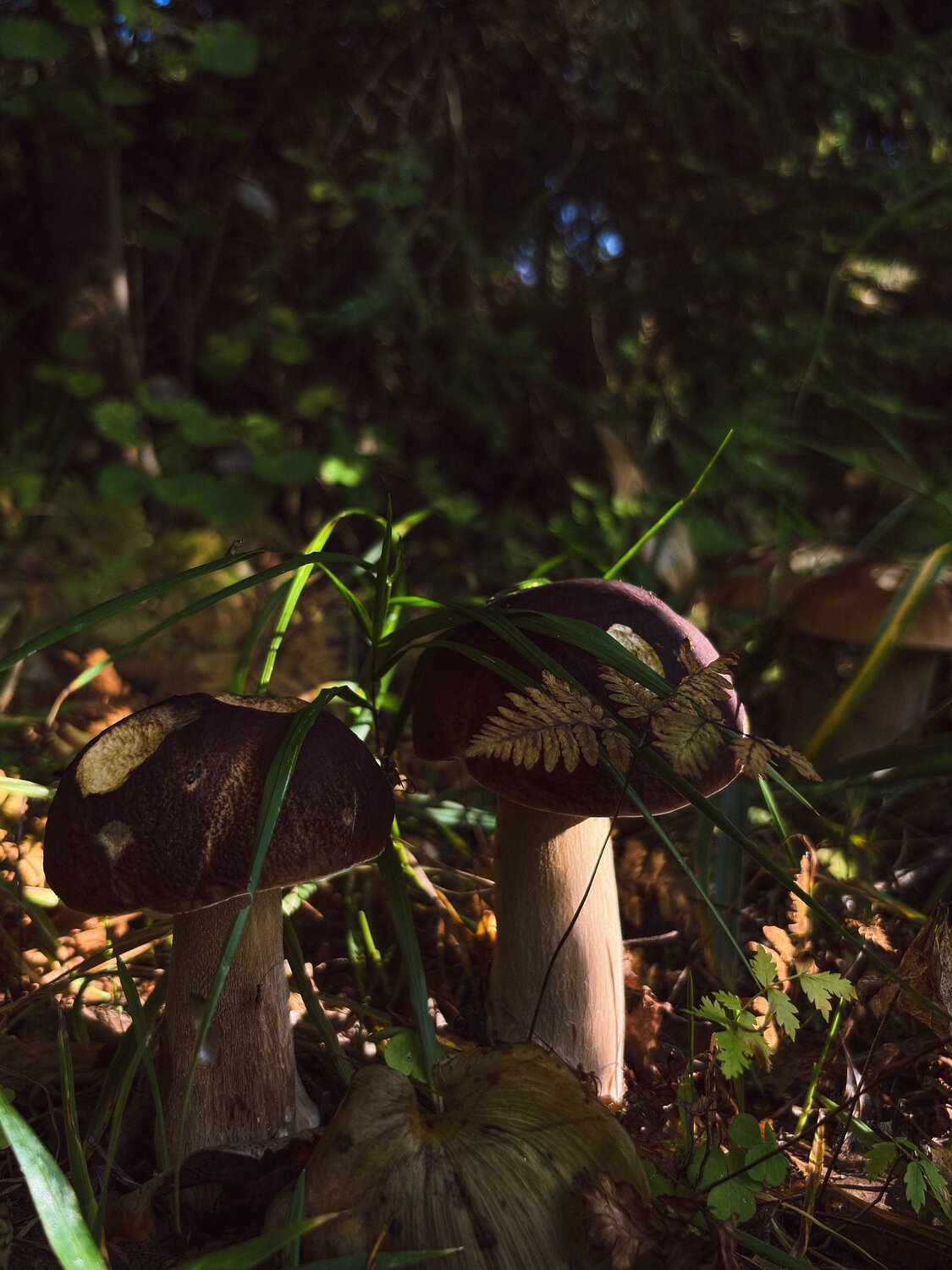 Photo #13938128