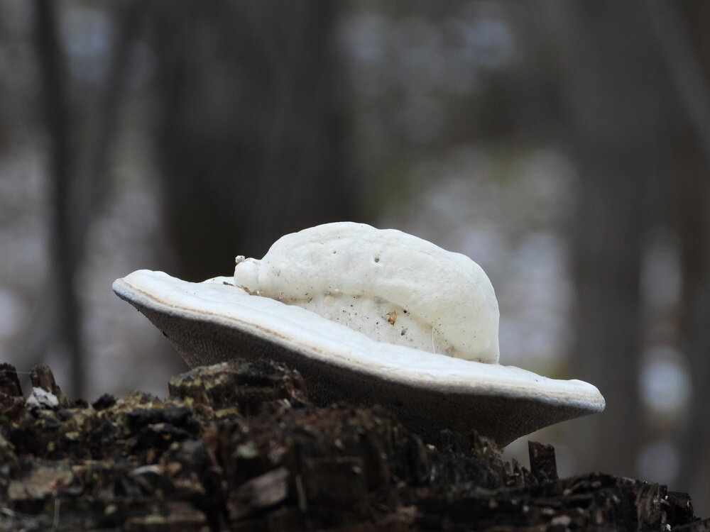 UFO