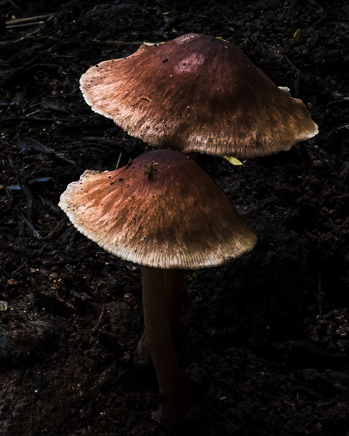 Forest Companions