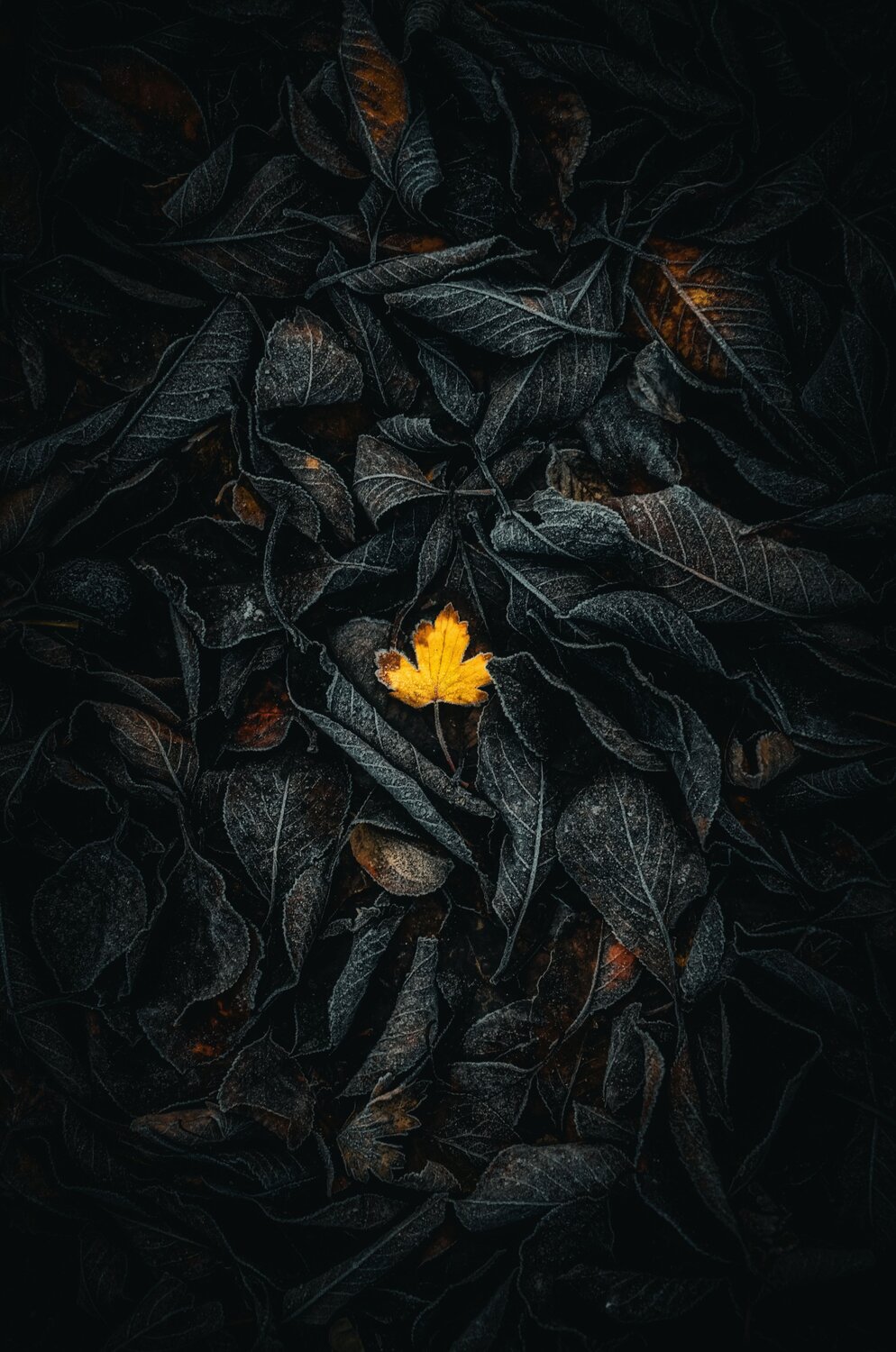 Фотография #13938394