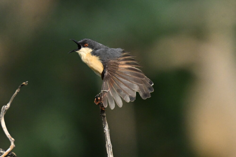 Ashy prinia spread wings while calling