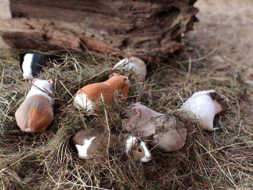 Photo #13938591