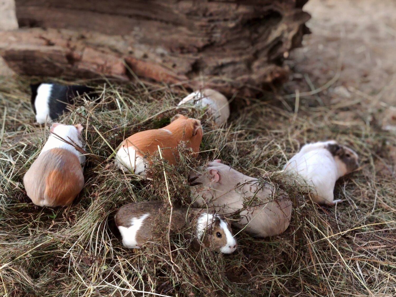 Photo #13938591
