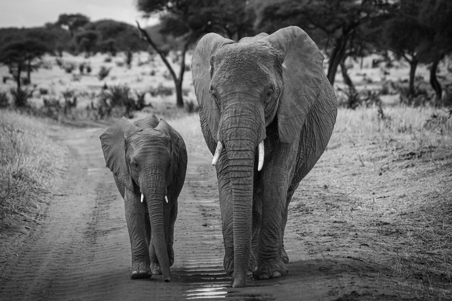 Photo #13938637