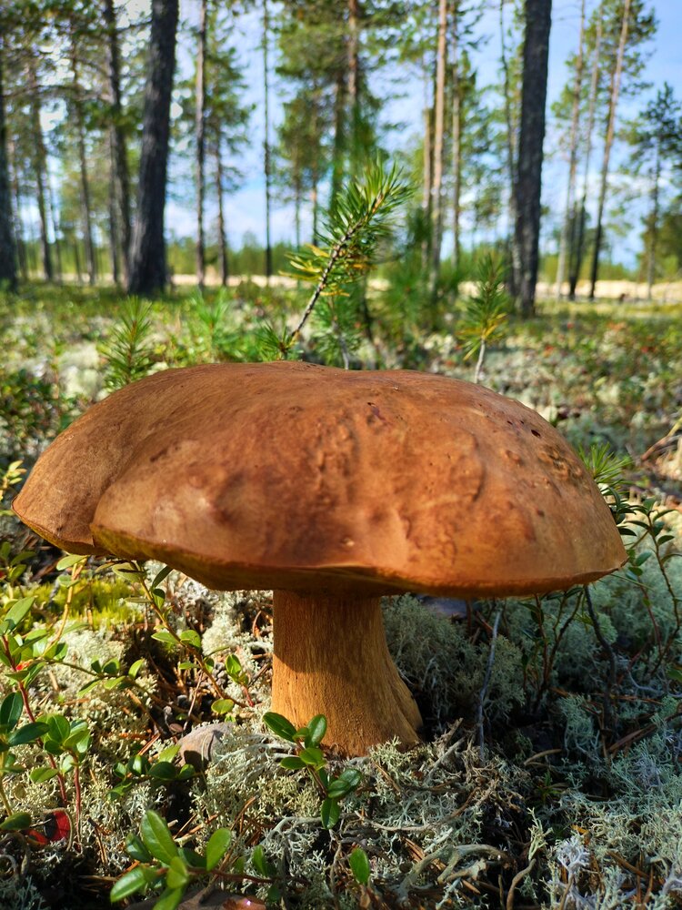 Photograph by Татьяна Небрат