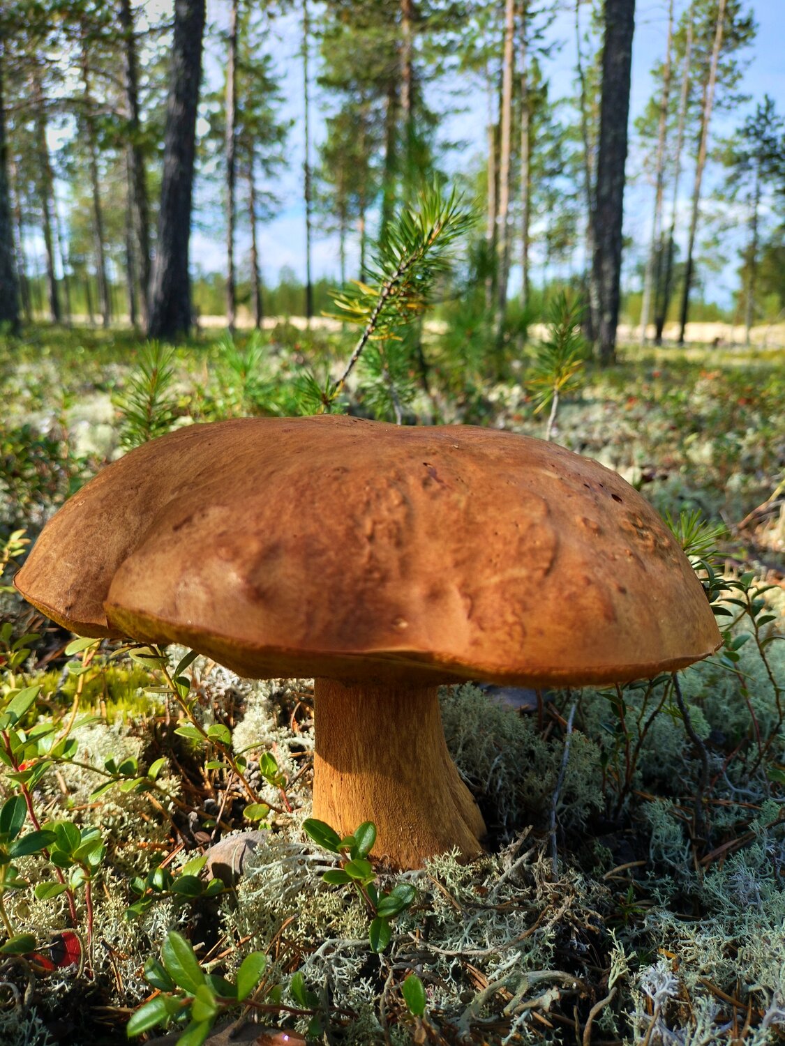 Photo #13938662