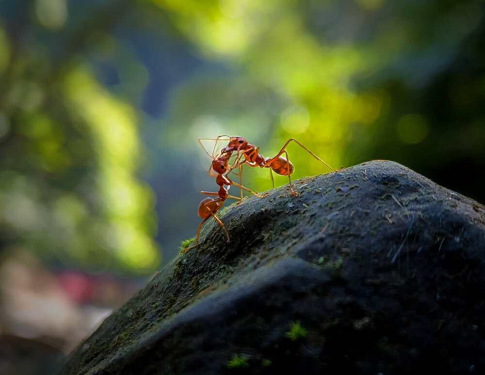 Photograph by Tajim Uddin