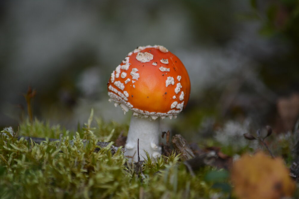 Photograph by Светлана Муравьева