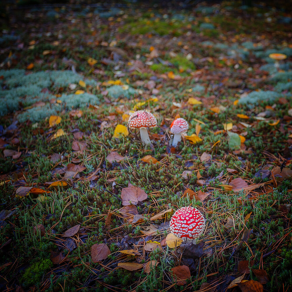 Photograph by Алексей Трифонов