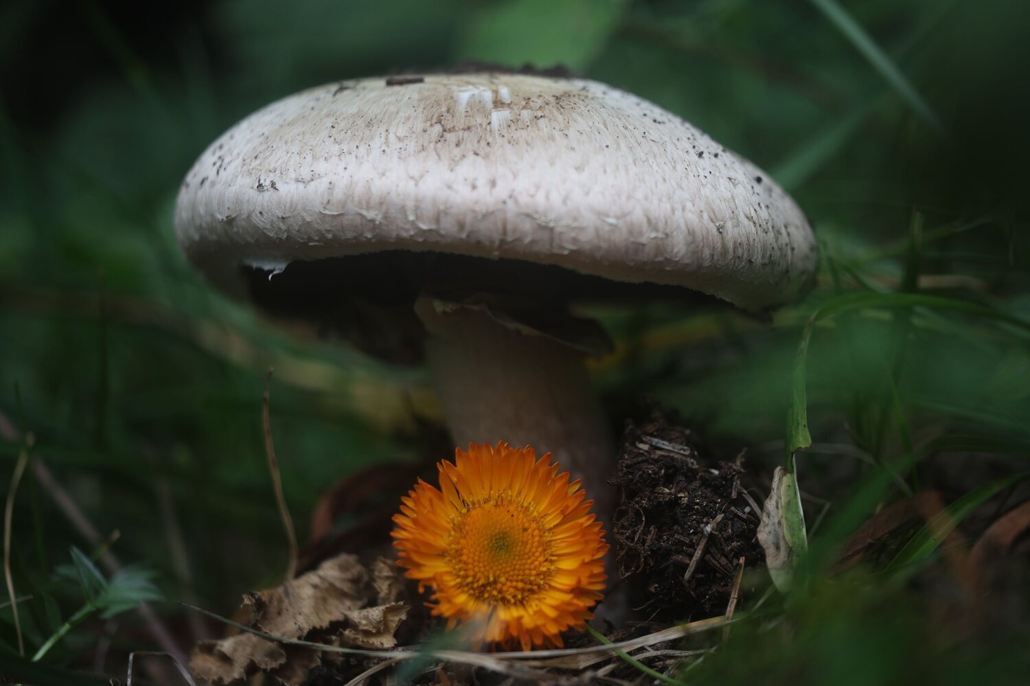 Photo #13939043