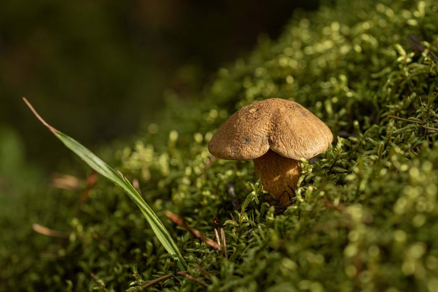 Photo #13939102