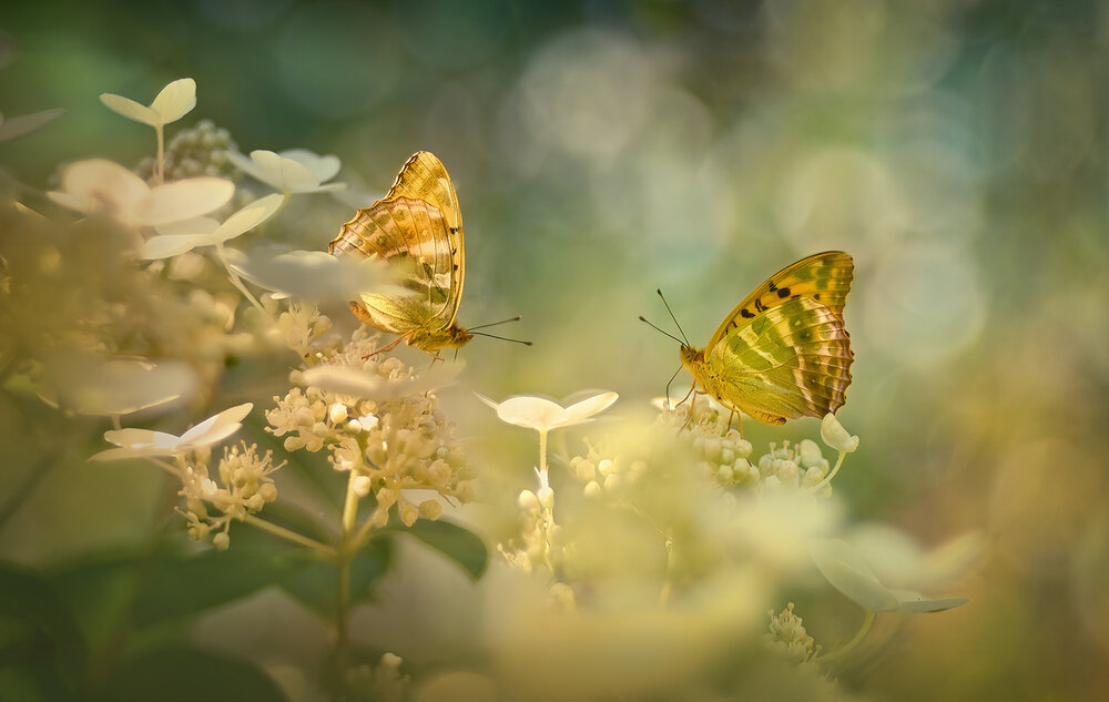 Photograph by S. Dana