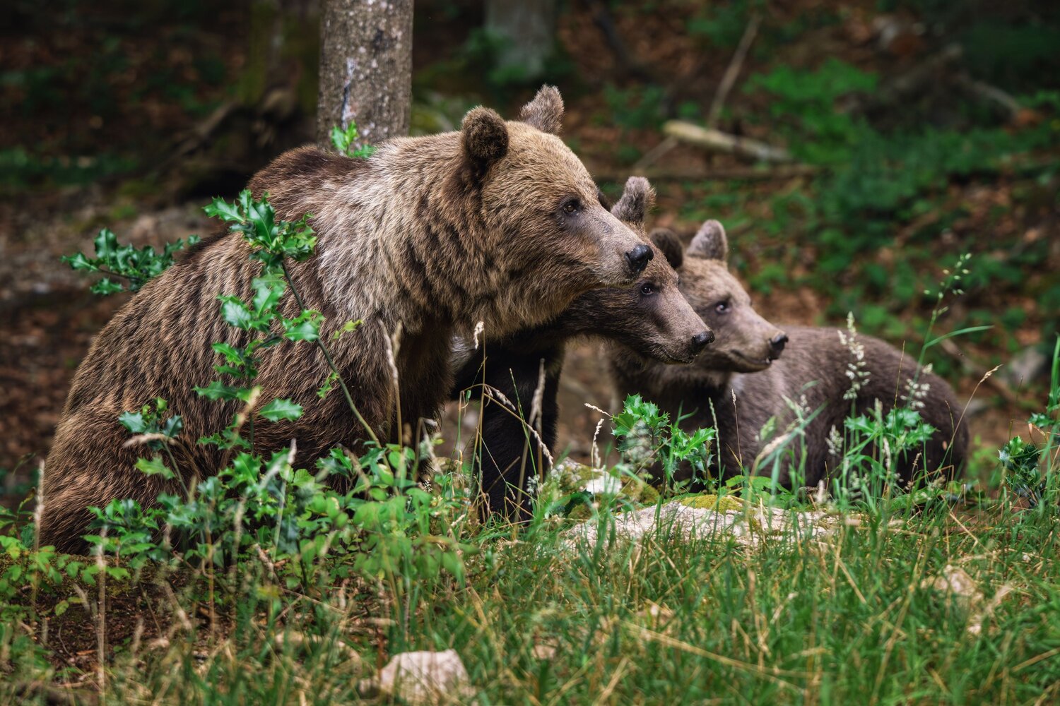 A Lesson in the Wild