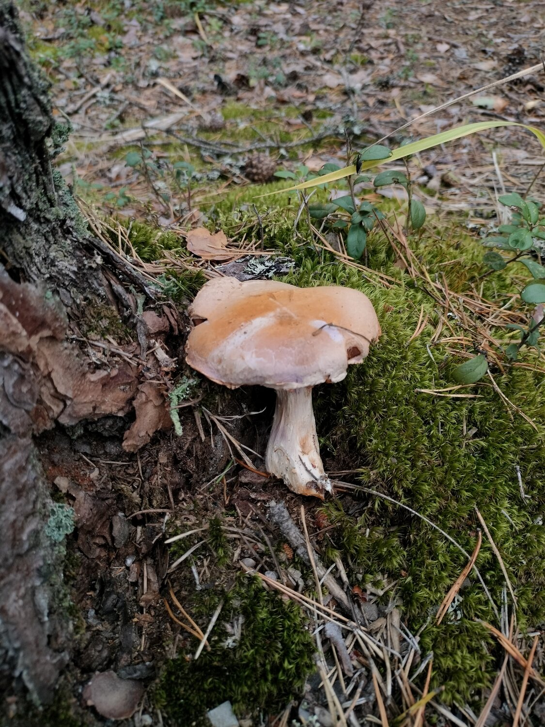 Photo #13939371