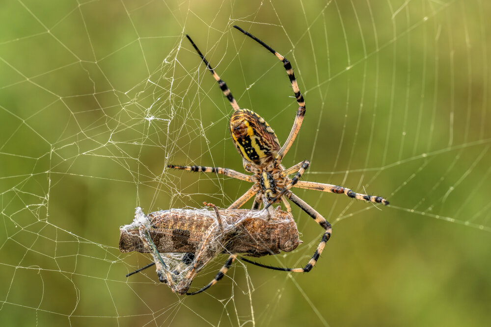 Photograph by Sara Jazbar